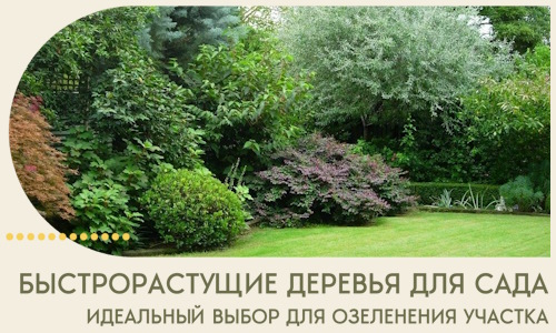 Быстрорастущие деревья для сада идеальный выбор в Дивногорске