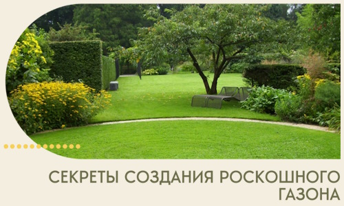 Секреты создания роскошного газона в Дивногорске